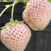 スカのトトロ(プロフ必読)の画像