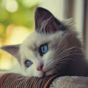 ゆうゆう