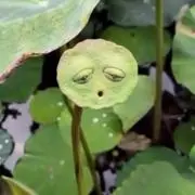 なつ☆プロフ必読☆彡の画像