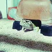 りゅーが