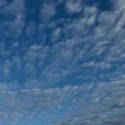 こうめの画像