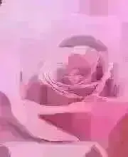 ラズベリーの画像