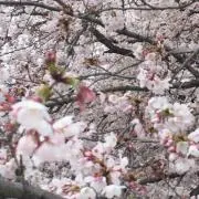 桜の画像