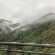 ねこの画像