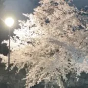 煌星の画像