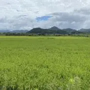 イマイ