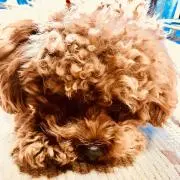 がまかつの画像