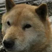 ちょびんの画像