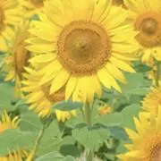 向葵の画像