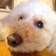 あいびー★