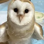 トトの画像
