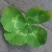 釣り