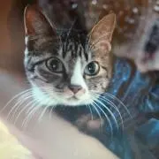 Priscilla