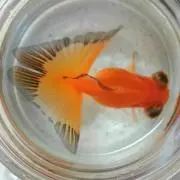 もん
