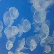 サチポテの画像