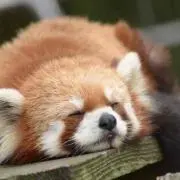 ソニ