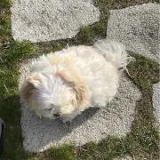 nekoの画像