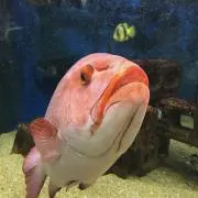 ゴッゴの画像