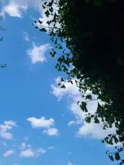 ちゃぼの画像
