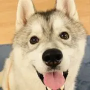 けんの画像