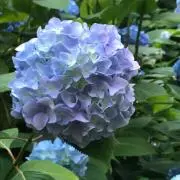 ももぞうの画像
