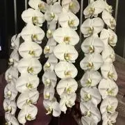 あきだいの画像