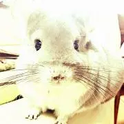 コアラの画像