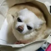 コマメ(͏ ˉ ꈊ ˉ)✧˖°