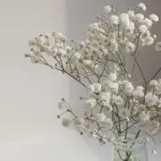 かーちゅんの画像