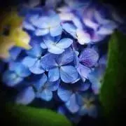 紫陽花。の画像