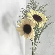 ひまわりの画像