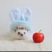 Kekoの画像