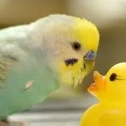 ぴーちゃんの画像