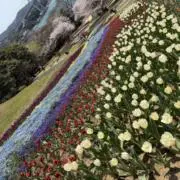 Kの画像