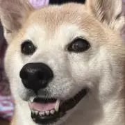 ハリハルの画像