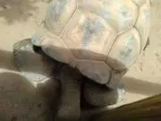 かめの画像