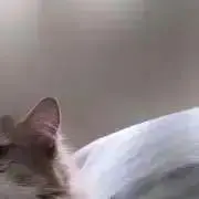 そらの画像