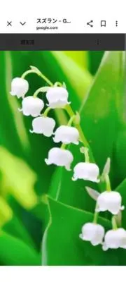 スズランっ子✩本年度引っ越し/断捨離中✩
