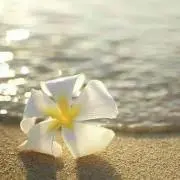 ALOHA【購入前か後にコメント下さい】の画像