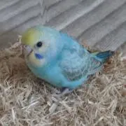 まめぴいの画像