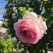dahliaの画像