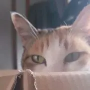 にゃんぺい