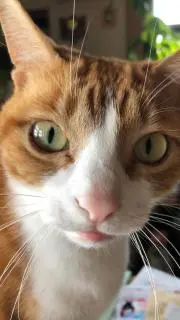 myumyu