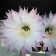 aco 即購入⭕️6/23-27発送休みの画像
