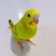 アミヨさんの画像
