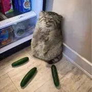 ネギコくんの画像