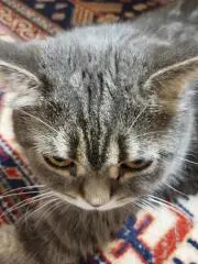 猫のひたいの画像