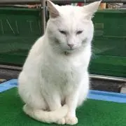 kiriの画像