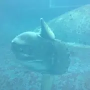 とことこの画像