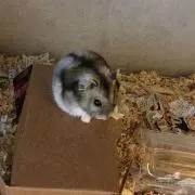 きりまるの画像